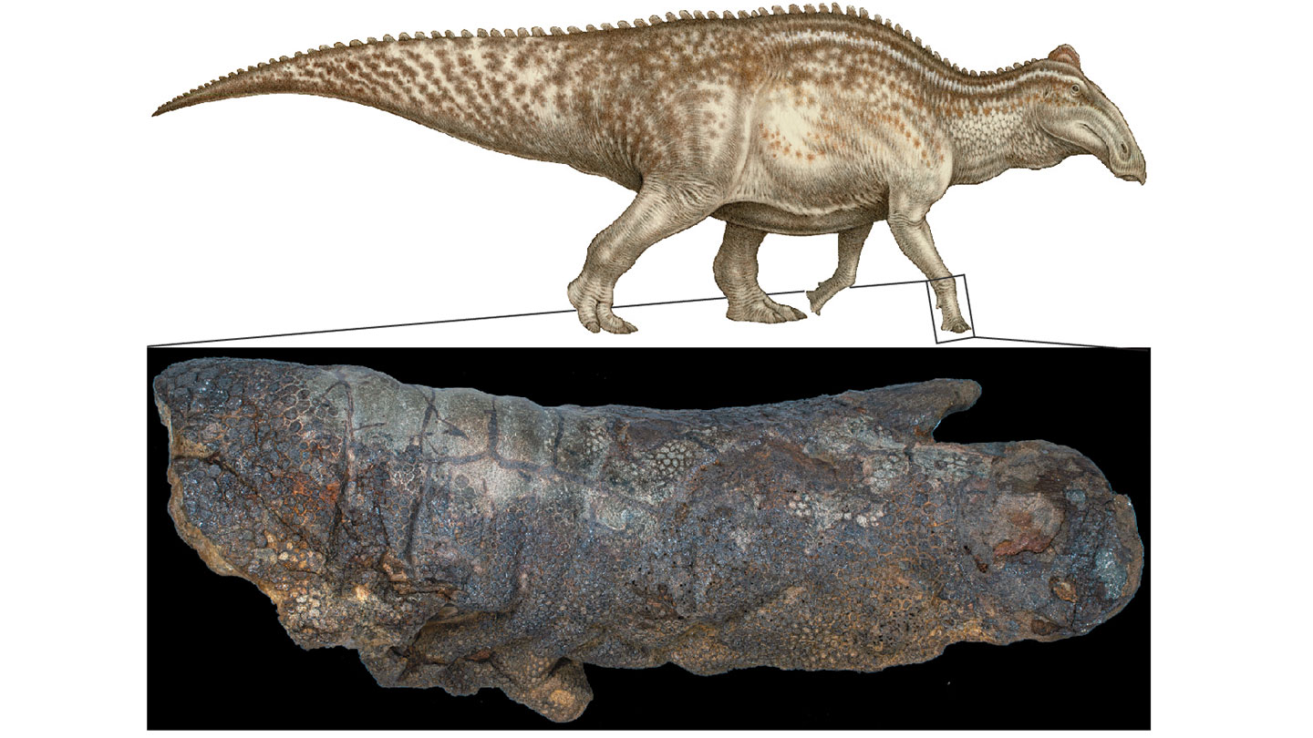 dino mummies