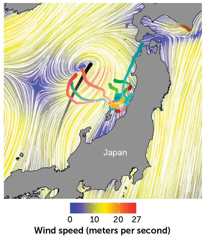 A map of typhoon Cimaron's path with the flight plan of several streaked shearwaters heading towards the eye of the storm