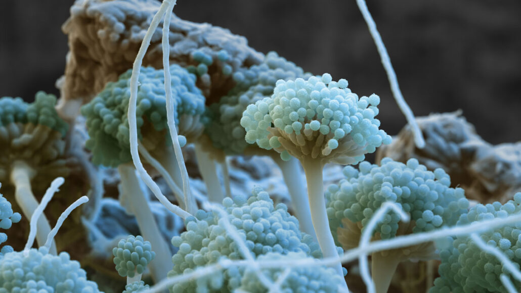  Which Food Will Mold The Fastest Research What Is The Hypothesis Of 
