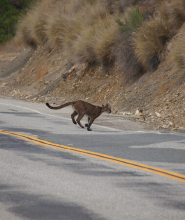 Se ve un león de montaña corriendo por un camino pavimentado, lejos de la cámara