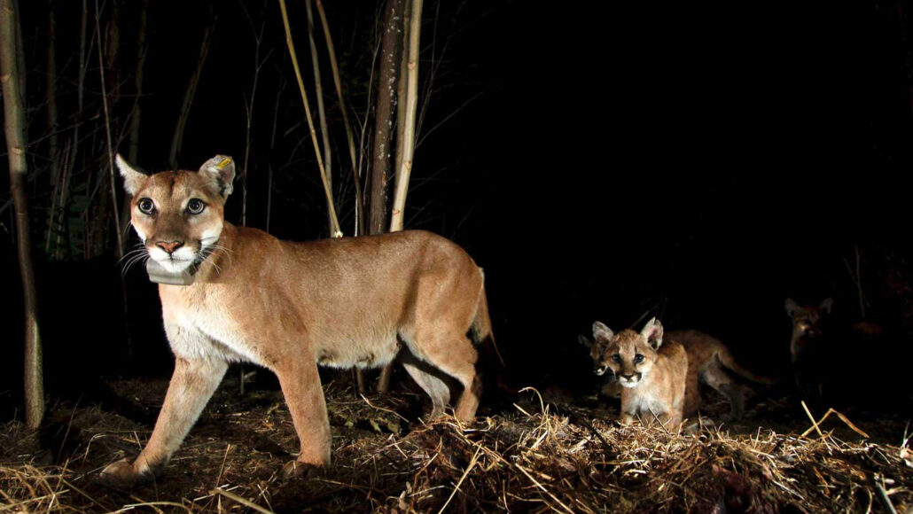 A collared mountain lion and her three cubs in a wooded area at night