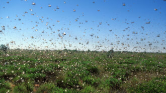 A swarm of locusts flies over a field.