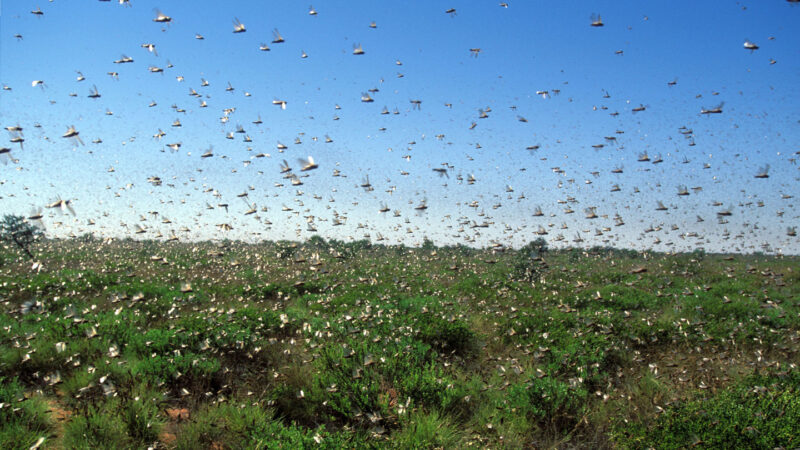 A swarm of locusts flies over a field.