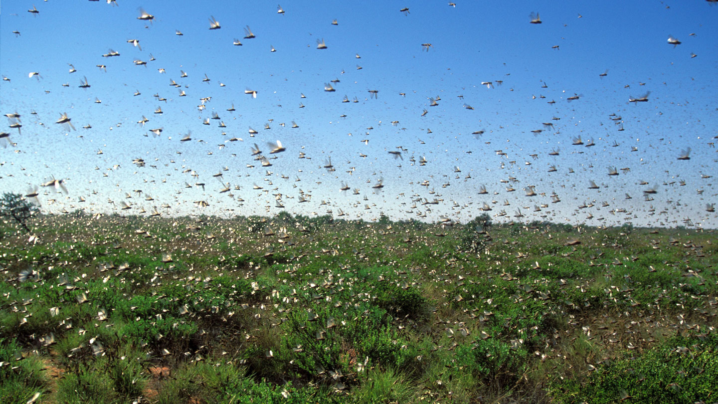 grasshopper swarm