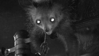 A night vision photo of an aye-aye with its middle finger stuck up its nose