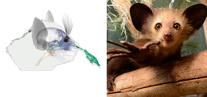 An illustration of the internal structure of an aye-aye's head to see the inner working and a photo of an aye-aye reaching for the camera