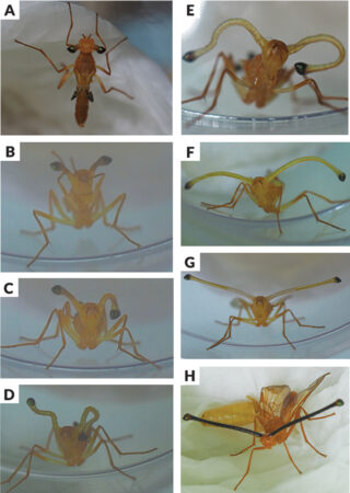 A collage of images capturing a male fruit fly's eyes extending. The first image show the eyes only slightly bugging out of the head. Subsequent images show the stalks growing longer, first curly and then long and straight