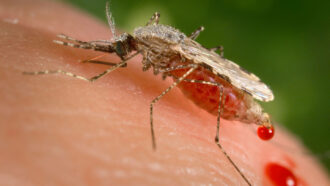 A close up photo of a mosquito drawing blood from a human