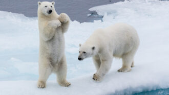 One polar bear stands and holds its paws up, while another walks along sea ice