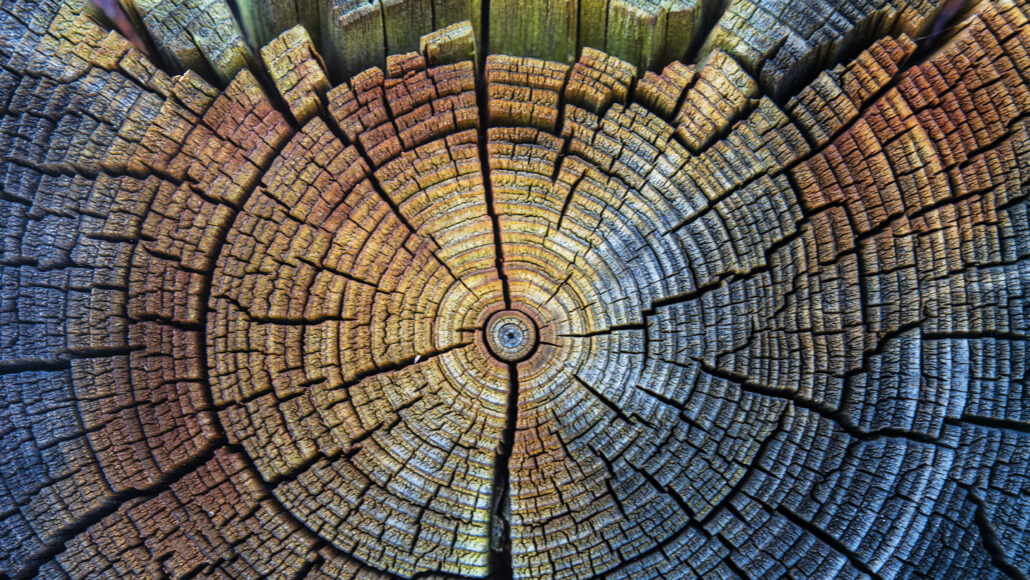 a tree trunk showing many rings and cracks