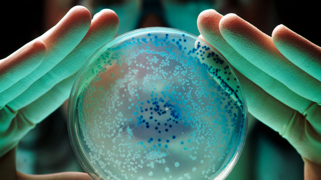 A photo of a researcher looking at a clear petri dish with blue dots on it.