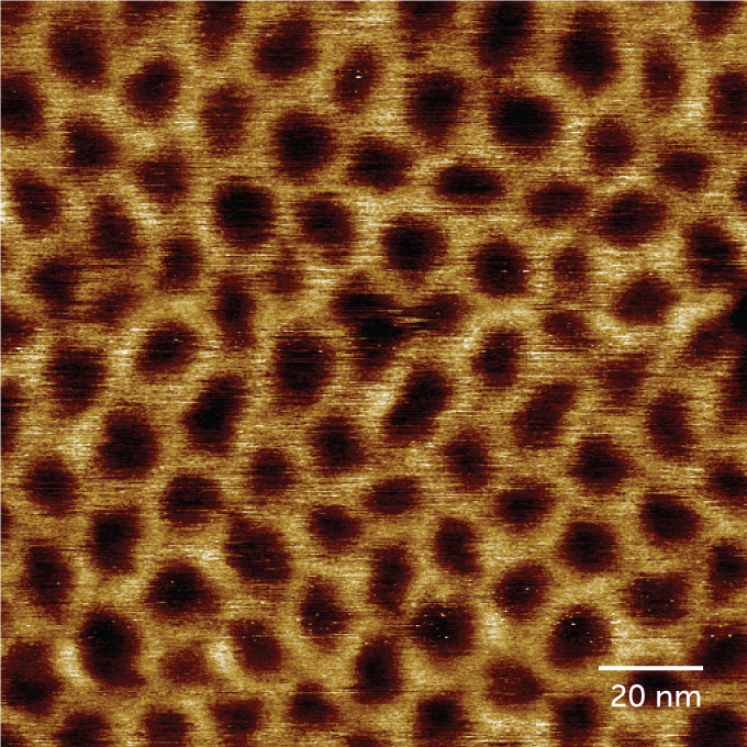 A microscopic photo of bacterial cell membranes in a hexagonal "waffle" pattern