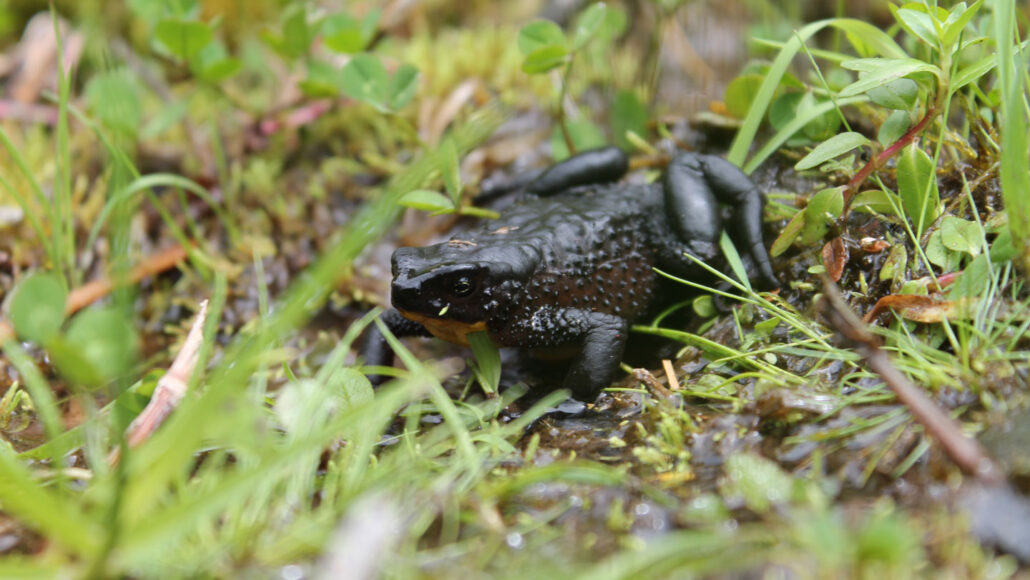 One of Ecuador’s endangered species, the Jambato harlequin frog, lays hidden in grass. The frog was thought to have gone extinct in the late 1980s.