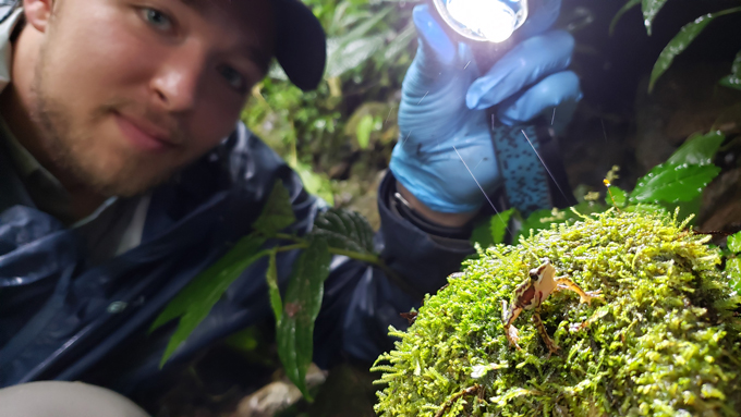 Conservation biologist Kyle Jaynes shines a flashlight at a Rio Faisanes stubfoot toad (Atelopus coynei), one of the critically endangered species of harlequin frog once thought to be extinct.