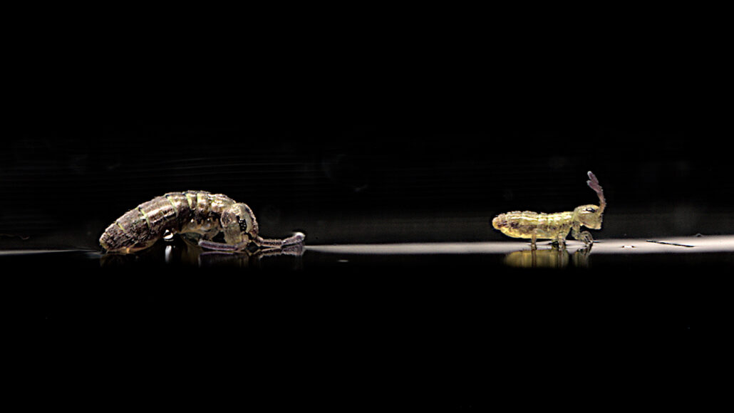 Video reveals that springtails are tiny acrobats
