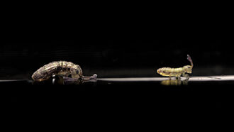 two springtails standing on a flat surface against a black backdrop