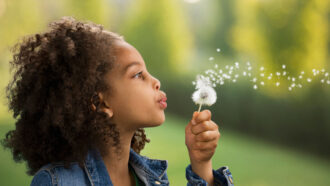 A young girl blows on a dandelion with the seeds scattering on the wind