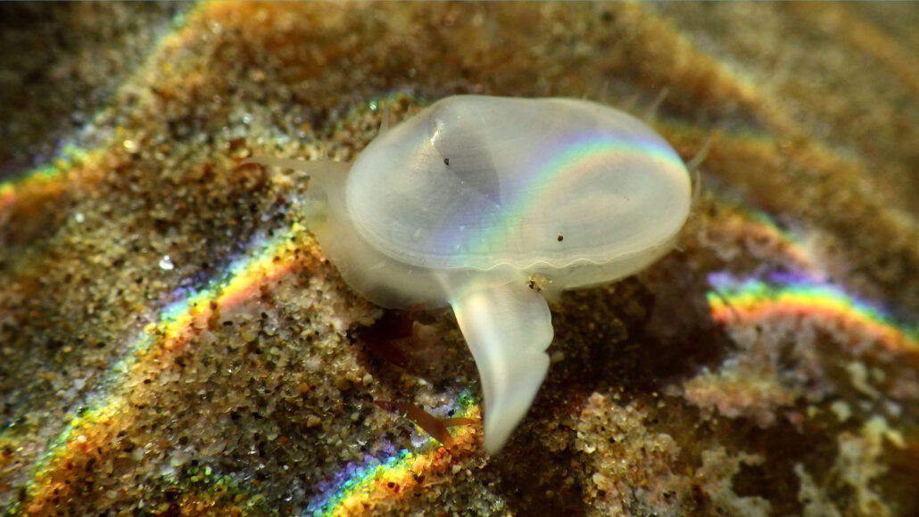 A photo of Cymatioa cooki resting on an underwater rock