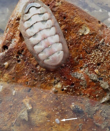 A Cymatioa cooki clam sits next to a chiton