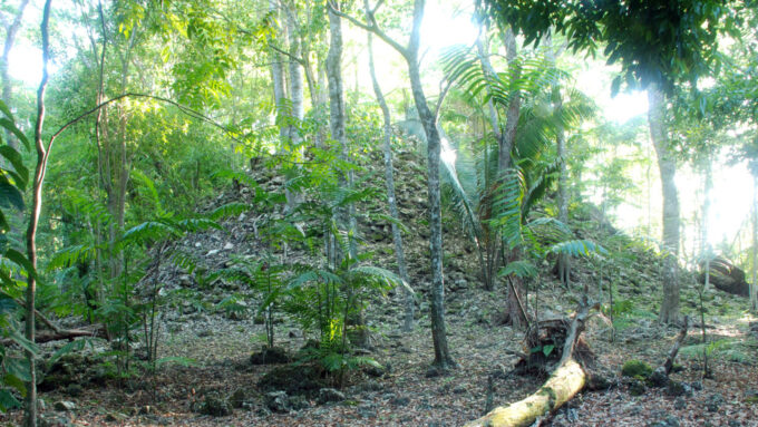 A photo of the remnants of a pyramid among trees and other forest growth