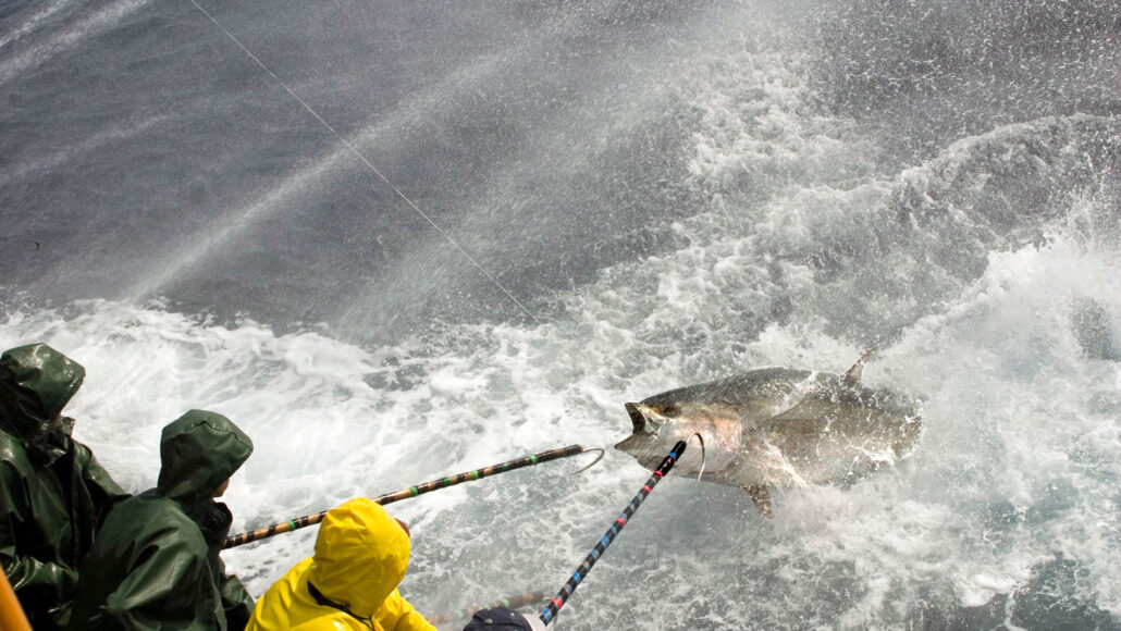Fishers pull in a large Atlantic bluefin tuna from choppy seas