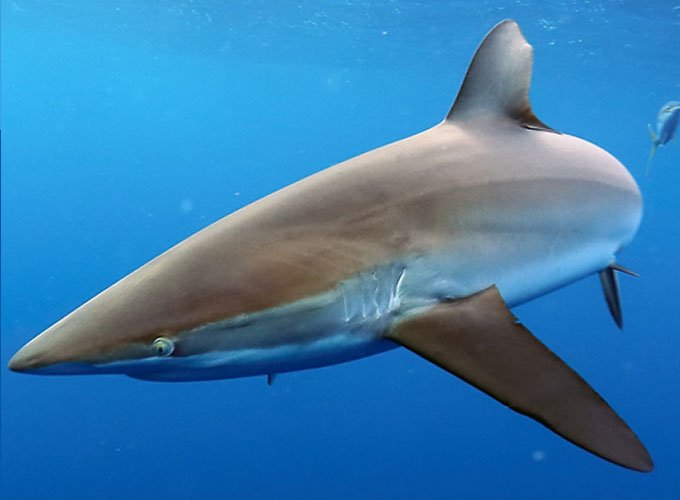 a silky shark swimming in open ocean
