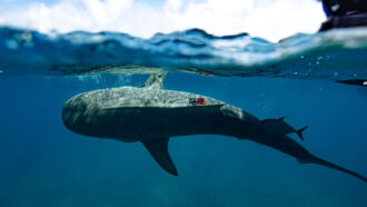 An underwater photo of a tiger shark with an orange camera on its side