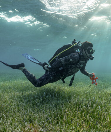 An underwater photo of Austin Gallagher scuba diving just above a field of seagrass