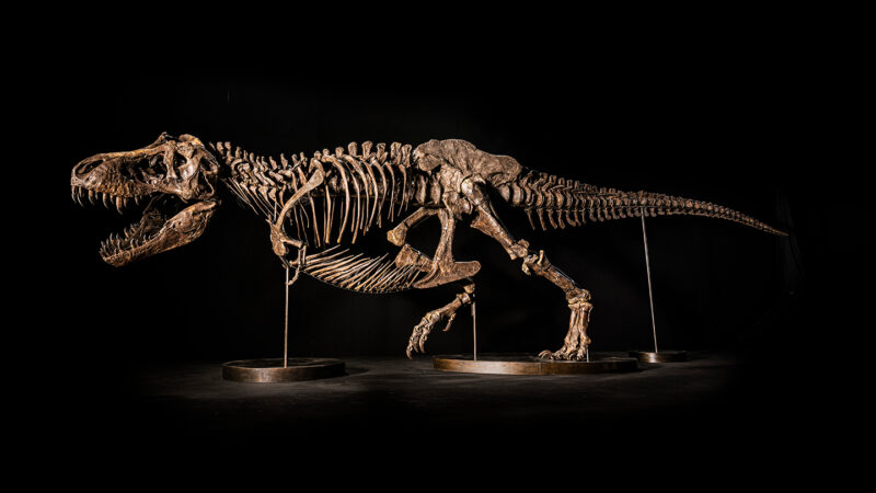 A photo of T. rex skeleton in a running position on a black background