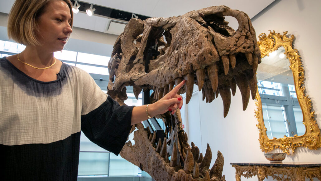A blonde woman points at a tooth on T. rex skull dubbed Maximus