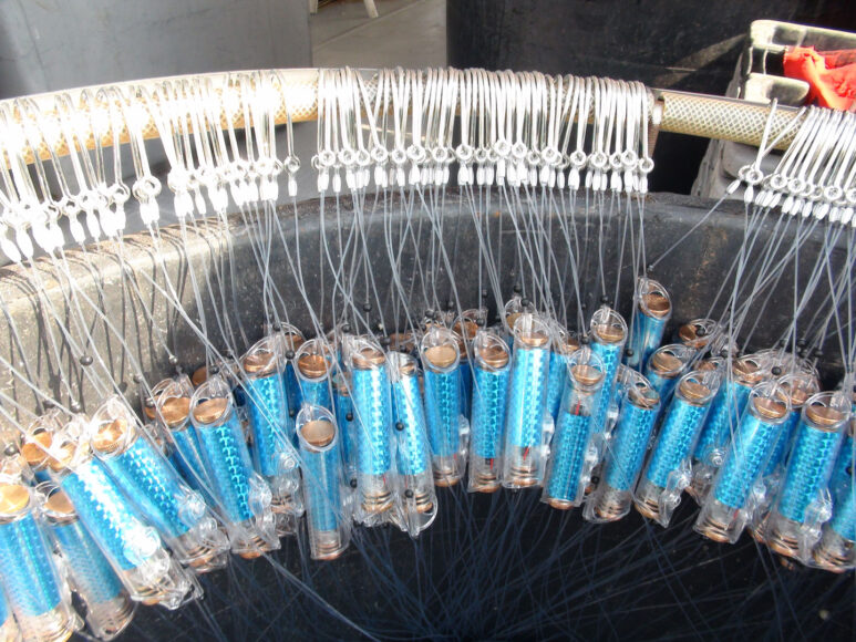 Several blue, cylindrical SharkGuard devices hanging by string off a rail