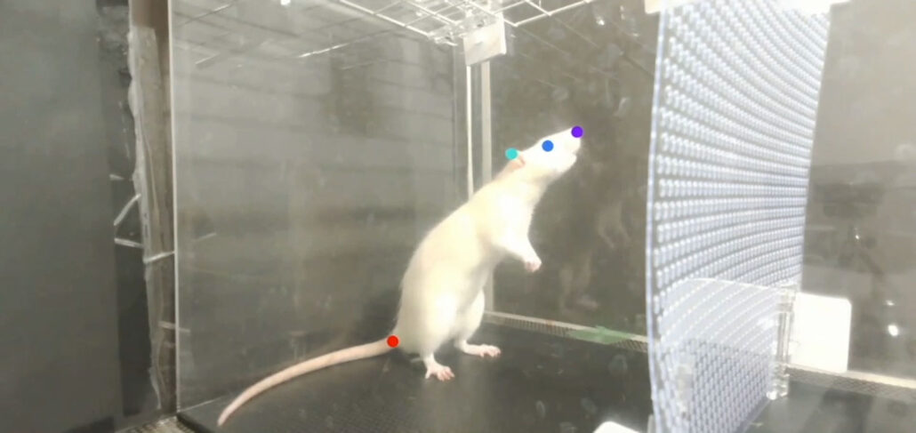 A white rat inside a clear case with a one red dot on its tail and three colored dots in a straight line on its head