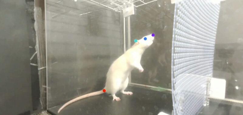 Rats can bop their heads to the beat
