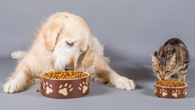 On the left a white dog eating from a food bowl and on the right a smaller brown cat eats from a food bowl
