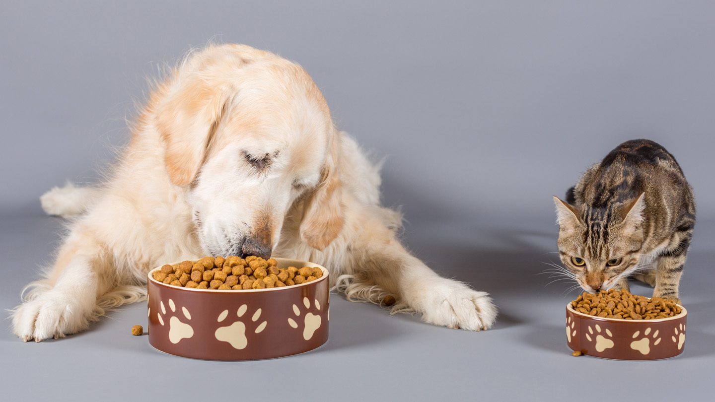 Dry pet food may be more environmentally friendly than wet food