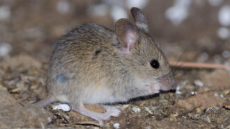 A house mouse eating on the ground