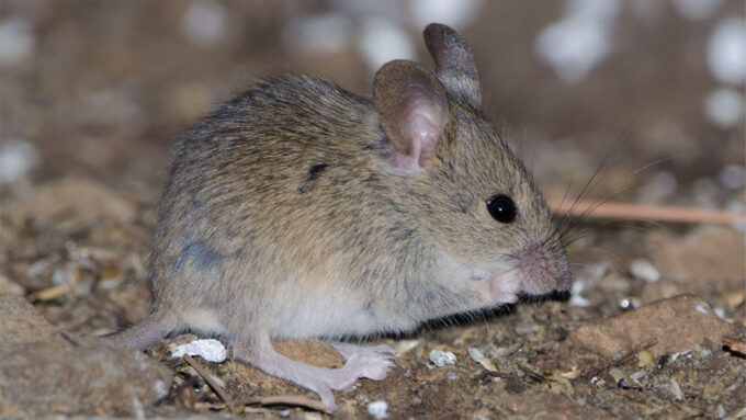 A house mouse eating on the ground