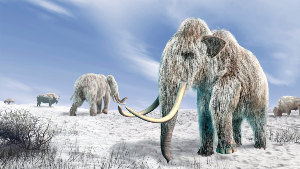 Computer artwork of extinct woolly mammoths (Mammuthus primigenius) in a snow-covered field. A bison stands in the distance.