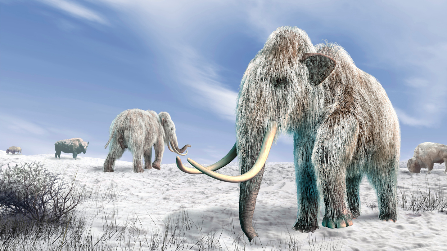 Mammoths may have gone extinct much earlier than DNA suggests Mammoths may have gone extinct much earlier than DNA suggests