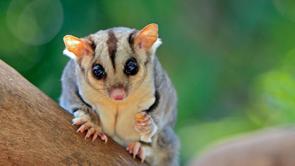 Long considered loners, many marsupials may have complex social lives Long considered loners, many marsupials may have complex social lives