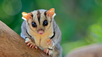 A close up photo of a squirrel glider sitting on a tree branch and looking at the camera