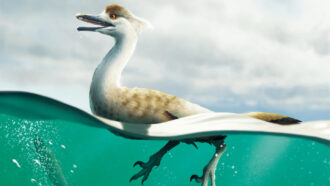 An illustration of a Natovenator polydontus sitting on top of a body of water with its feet visible below the water line