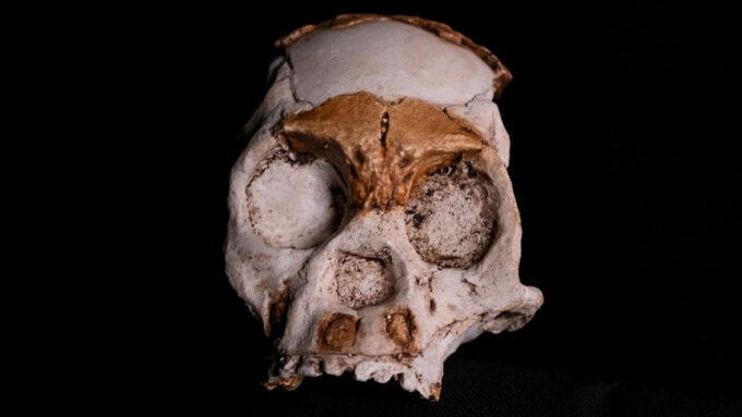 a child's partial skull, belonging to Homo naledi, against a black backdrop. The area around the bridge of the nose and eyebrows is brown, while the rest of the skull is mostly white.
