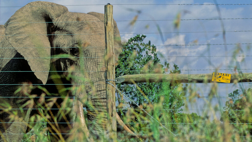 An elephant seen behind an electric fence