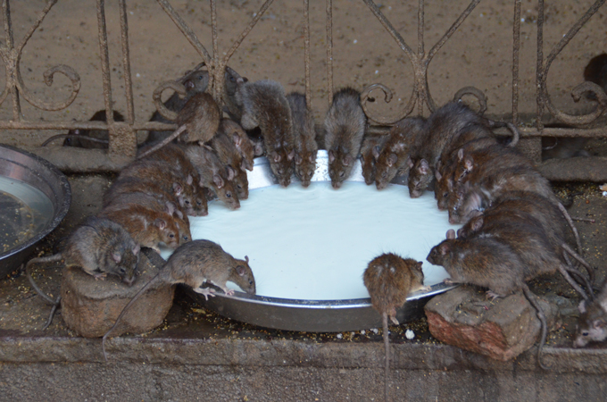 Varias ratas están posadas en el borde de un tazón de leche que está sentado en el suelo.