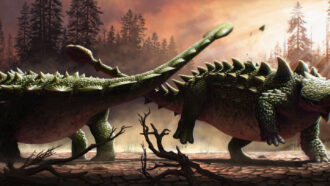 Two heavily armored dinosaurs swing long tail clubs at one another, crossing against the sunset on a strangely barren landscape