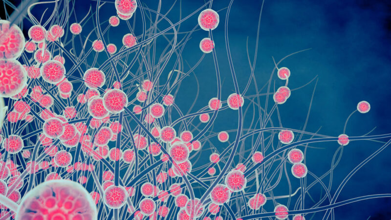 An illustration of the spores of a soil fungi called Histoplasma.