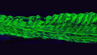 In this image of an icicle, turned on its side, fluorescent green dye reveals where the contamination ends up.