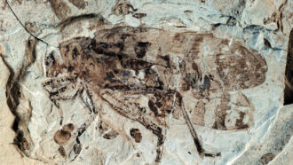 A close up photo of a fossilized male katydid