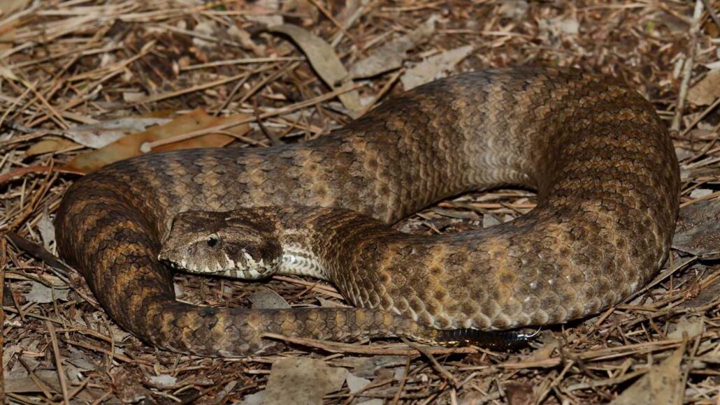 A photo of a female common death adder on a bed of leaves